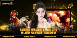 Brooding Management - Effective Solution For Poultry Husbandry
