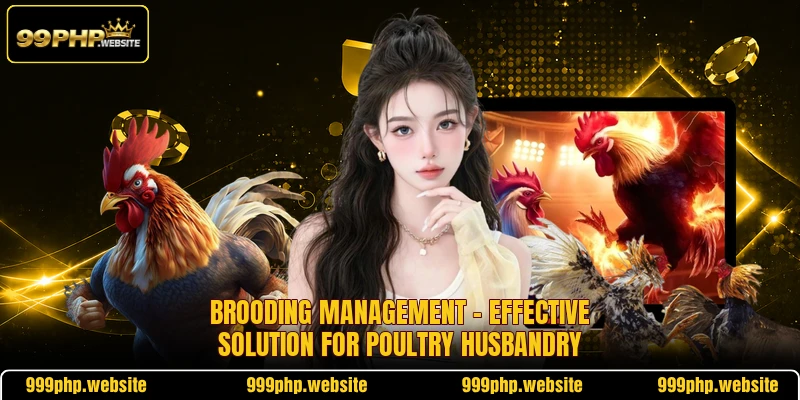 Brooding Management - Effective Solution For Poultry Husbandry
